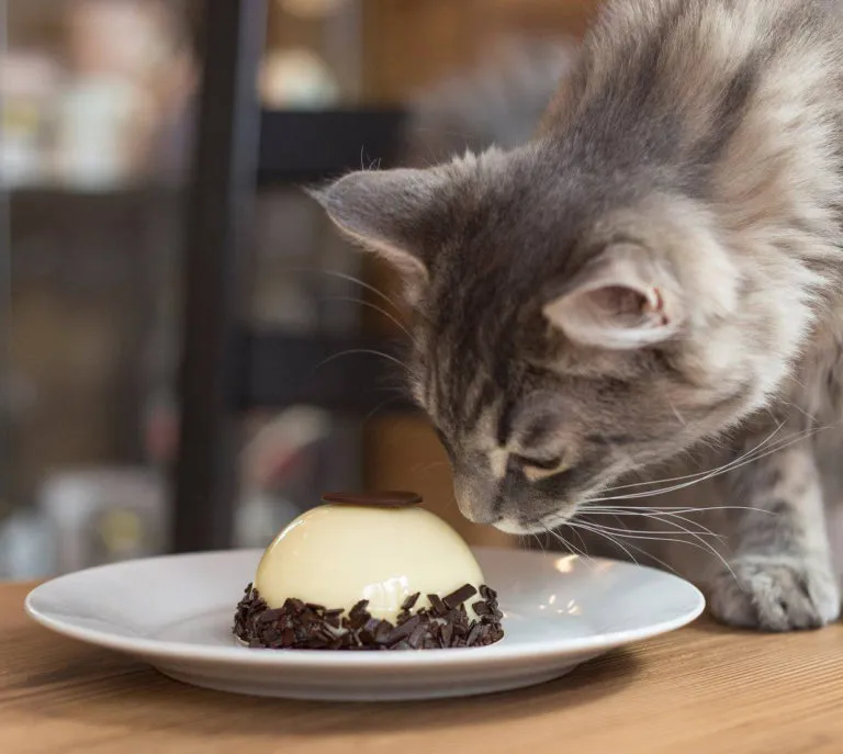 BookNoFees: カフェ – Cat Café – Budapest – 猫カフェ、写真1