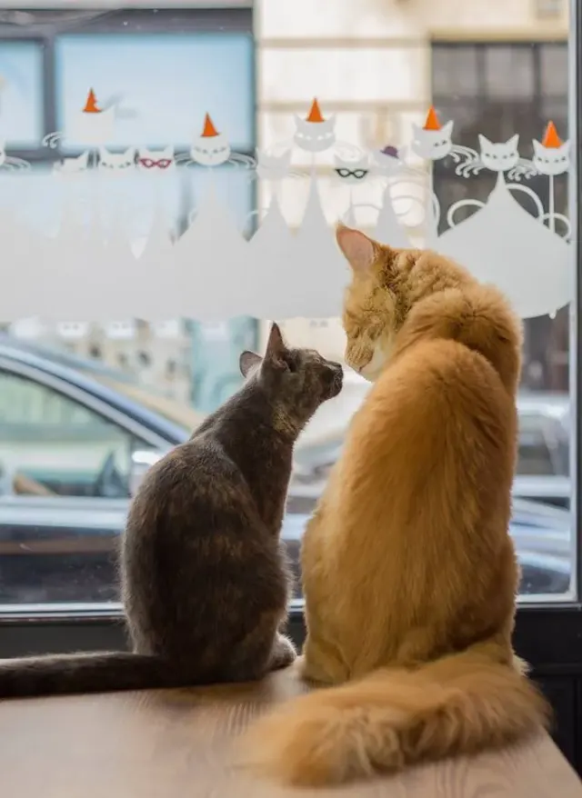 BookNoFees: カフェ – Cat Café – Budapest – 猫カフェ、写真2
